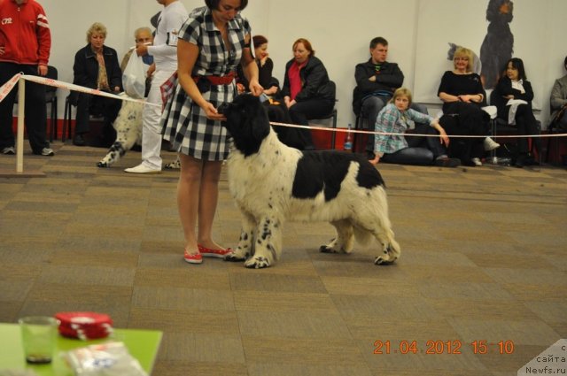 Фото: ньюфаундленд Don't Worry Be Happy de L'Etoile de Cyrice