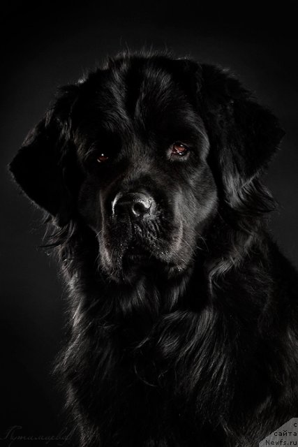 Фото: ньюфаундленд Zvezda Udachi ot Marleon Dusvik (Звезда Удачи от Марлеон Дусвик)