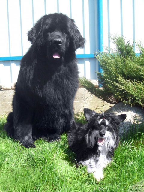 Фото: ньюфаундленд CHudnaya Krasavica (Чудная Красавица), Ирослава Красавчик