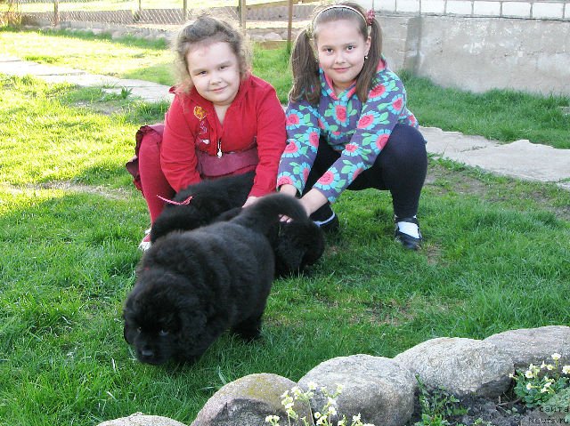 Фото: ньюфаундленд Trankil' Kuraj (Транкиль Кураж), ньюфаундленд Taymles B'yuti (Таймлес Бьюти), ньюфаундленд Tujur Bel' (Тужур Бель)