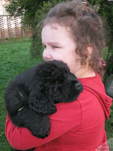 Фото: ньюфаундленд Trankil' Kuraj (Транкиль Кураж)