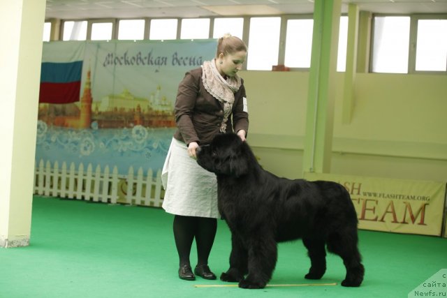 Фото: ньюфаундленд Inflame My Heart Midnight Bear