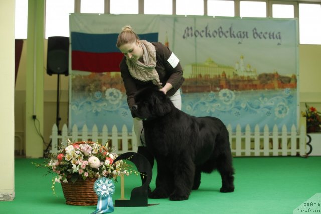 Фото: ньюфаундленд Inflame My Heart Midnight Bear