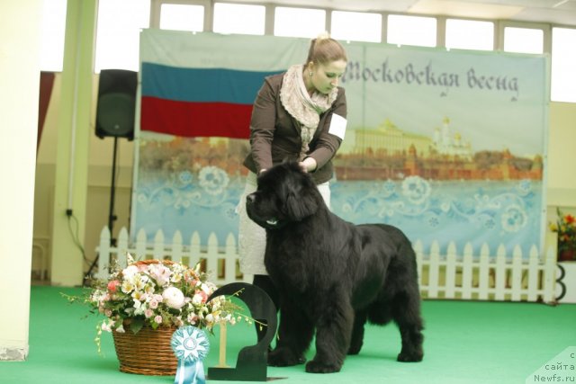 Фото: ньюфаундленд Inflame My Heart Midnight Bear