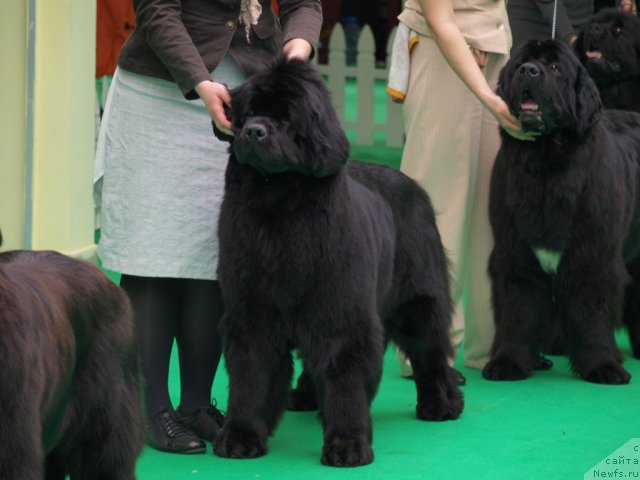 Фотография № 94067