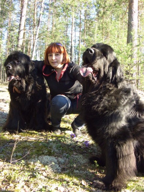 Фото: ньюфаундленд Akin Soul Sofiya (Акин Соул София), ньюфаундленд Lesnaya Skazka Lunnaya Sonata (Лесная Сказка Лунная Соната), Лиля