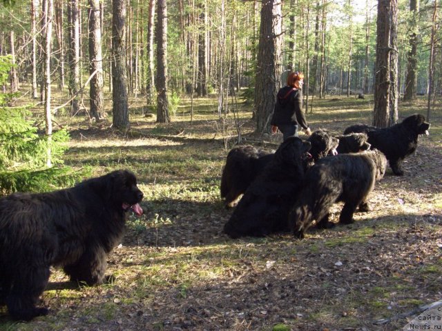 Фото: ньюфаундленд Akin Soul Sofiya (Акин Соул София), ньюфаундленд Lesnaya Skazka Lunnaya Sonata (Лесная Сказка Лунная Соната), ньюфаундленд Baryishnya (Барышня), ньюфаундленд Andjel Viktorius (Анджел Викториус), ньюфаундленд Glyed Tu Si Djipsi (Глэд Ту Си Джипси)