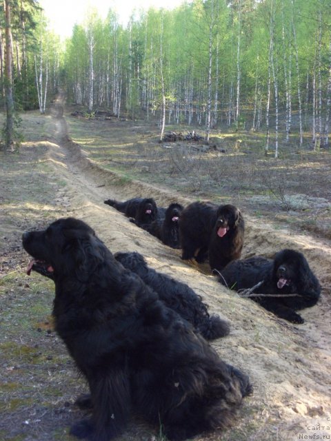 Фото: ньюфаундленд Akin Soul Sofiya (Акин Соул София), ньюфаундленд Lesnaya Skazka Lunnaya Sonata (Лесная Сказка Лунная Соната), ньюфаундленд Glyed Tu Si Djipsi (Глэд Ту Си Джипси), ньюфаундленд Andjel Viktorius (Анджел Викториус), ньюфаундленд Bol'shaya Medvedica (Большая Медведица)