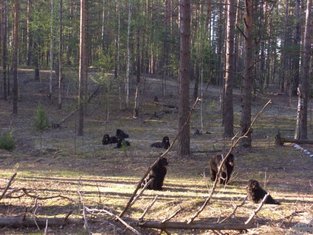 Фото: ньюфаундленд Akin Soul Sofiya (Акин Соул София), ньюфаундленд Lesnaya Skazka Lunnaya Sonata (Лесная Сказка Лунная Соната), ньюфаундленд Glyed Tu Si Djipsi (Глэд Ту Си Джипси), ньюфаундленд Andjel Viktorius (Анджел Викториус), ньюфаундленд Bol'shaya Medvedica (Большая Медведица)