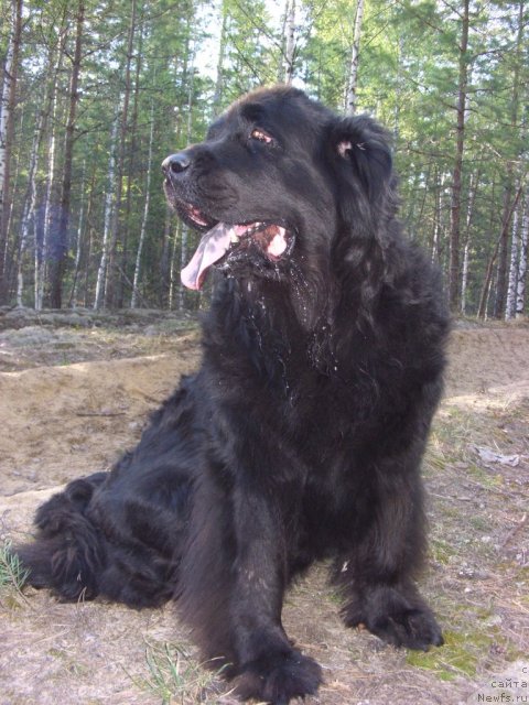 Фото: ньюфаундленд Lesnaya Skazka Lunnaya Sonata (Лесная Сказка Лунная Соната)