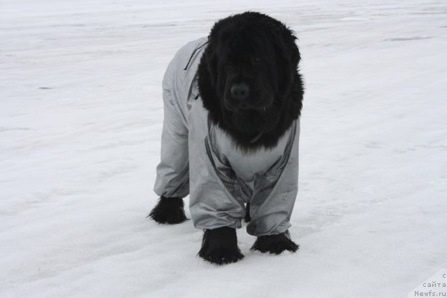 Фото: ньюфаундленд Fortuna of Giant's Island