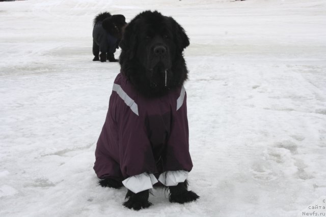 Фотография № 94100