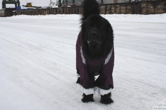 Фотография № 94101