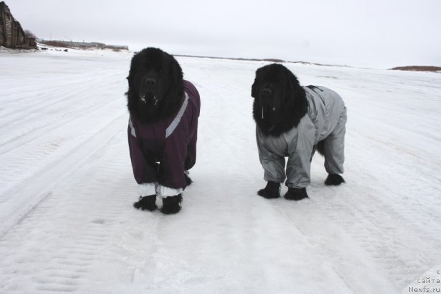 Фото: ньюфаундленд Gloriya Grand Blek (Глория Гранд Блек), ньюфаундленд Fortuna of Giant's Island