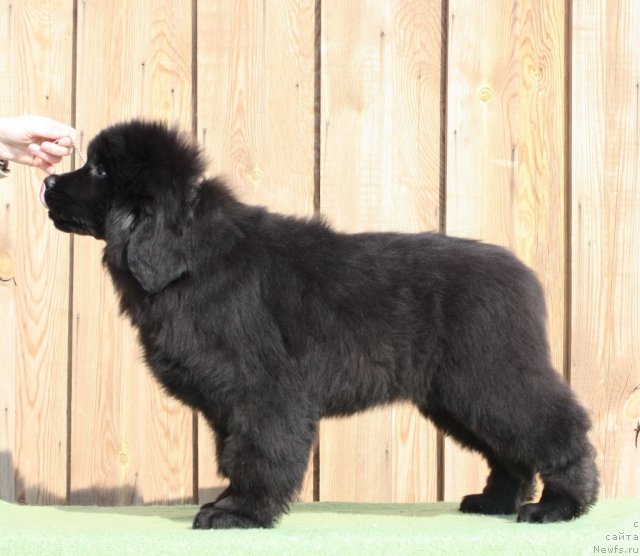 Фото: ньюфаундленд Akvatoriya Kelvin Udacha (Акватория Келвин Удача)