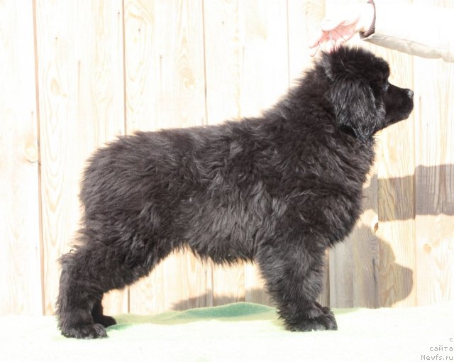 Фото: ньюфаундленд Aquatoria Kelvin Ursa High Spirit (Акватория Келвин Урса Хай Спирит)