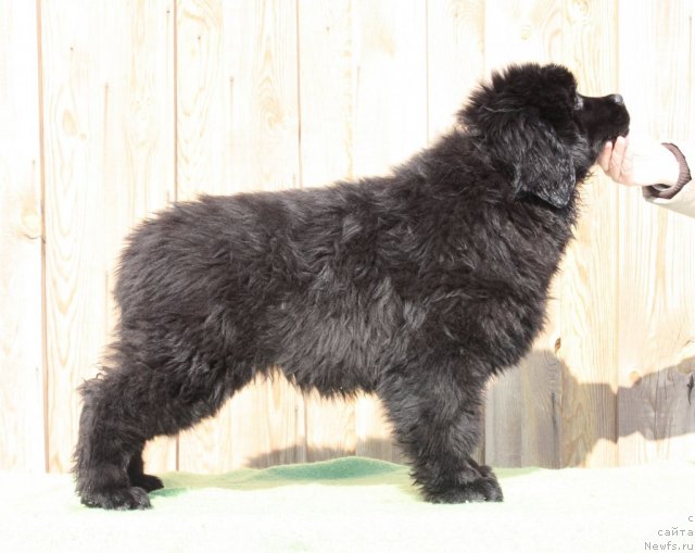 Фото: ньюфаундленд Aquatoria Kelvin Ursa High Spirit (Акватория Келвин Урса Хай Спирит)