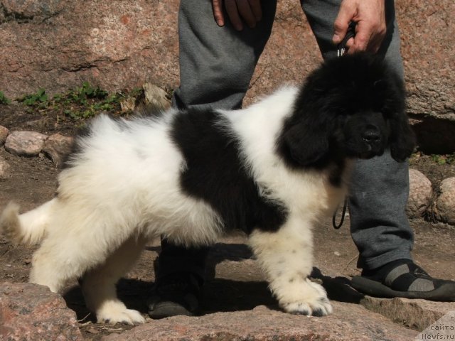 Фото: ньюфаундленд Plushevayа Panda Haira (Плюшевая Панда Хаира)