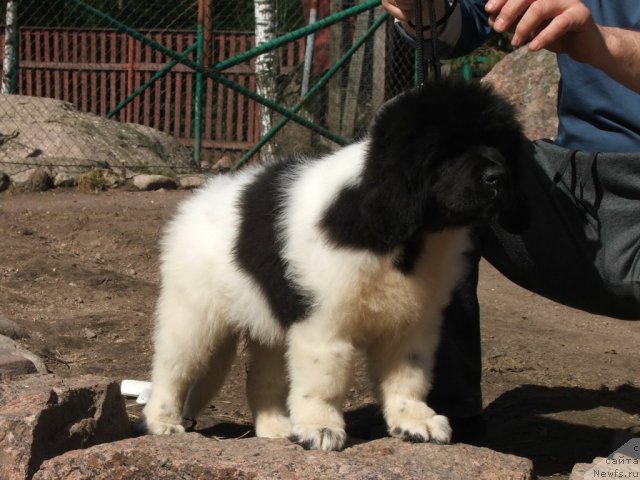 Фото: ньюфаундленд Plushevayа Panda Haira (Плюшевая Панда Хаира)