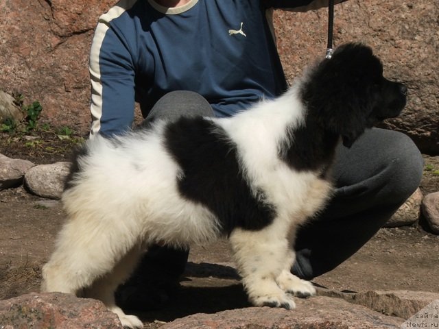 Фото: ньюфаундленд Plushevayа Panda Haira (Плюшевая Панда Хаира)