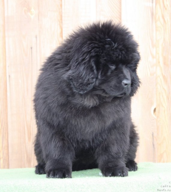 Фото: щенок, ньюфаундленд Akvatoriya Kelvin Zaskiya (Акватория Келвин Заския), ньюфаундленд Joy To The World for Shadows Eternity