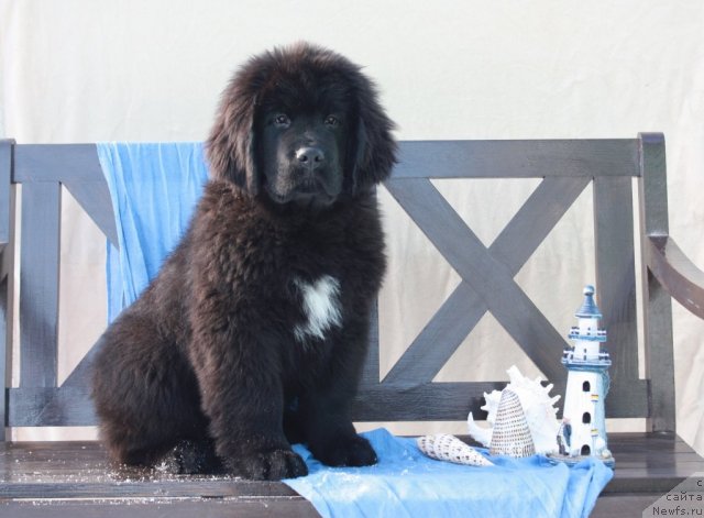 Фото: ньюфаундленд Akvatoriya Kelvin Tayojnyiy Roman (Акватория Келвин Таёжный Роман)