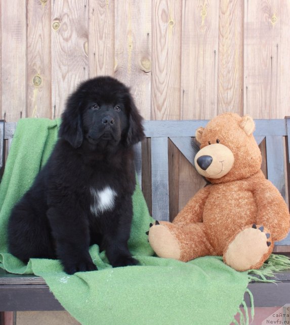 Фото: ньюфаундленд Akvatoriya Kelvin Tayojnyiy Roman (Акватория Келвин Таёжный Роман)