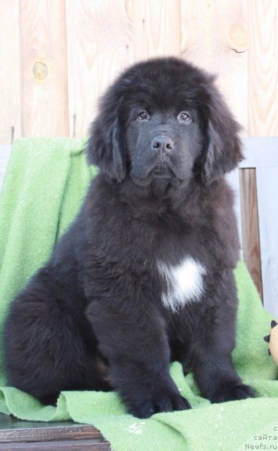 Фото: ньюфаундленд Akvatoriya Kelvin Tayojnyiy Roman (Акватория Келвин Таёжный Роман)