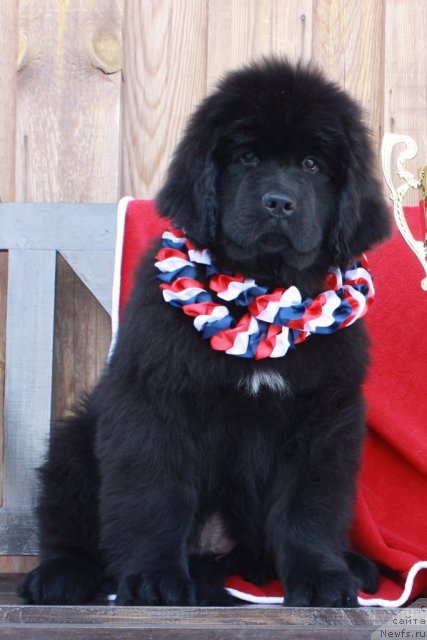 Фото: ньюфаундленд Akvatoriya Kelvin Tiguan (Акватория Келвин Тигуан)