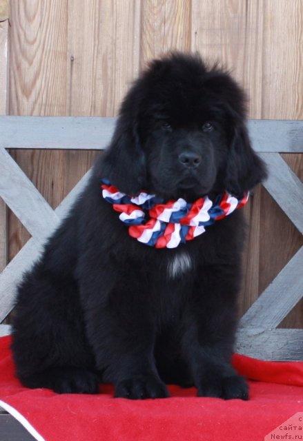 Фото: ньюфаундленд Akvatoriya Kelvin Tiguan (Акватория Келвин Тигуан)