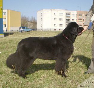 Фото: ньюфаундленд Beguschaya po Volnam Dancing Queen (Бегущая по Волнам Дансинг Квин)