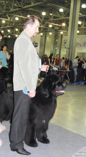 Фото: ньюфаундленд Fairweathers Italien Style, Viktor Hrischanovich (Виктор Хрищанович)