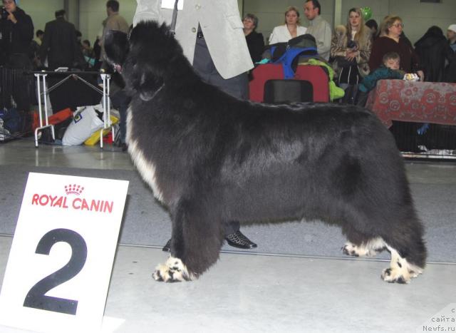 Фото: ньюфаундленд Fairweathers Mary Jane