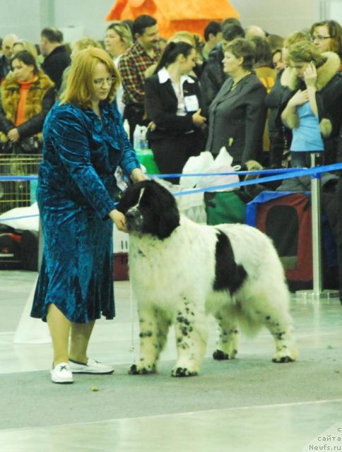 Фото: ньюфаундленд Kloofbears Lancelot for Sent Djons, YUliya YAstrebova (Юлия Ястребова)