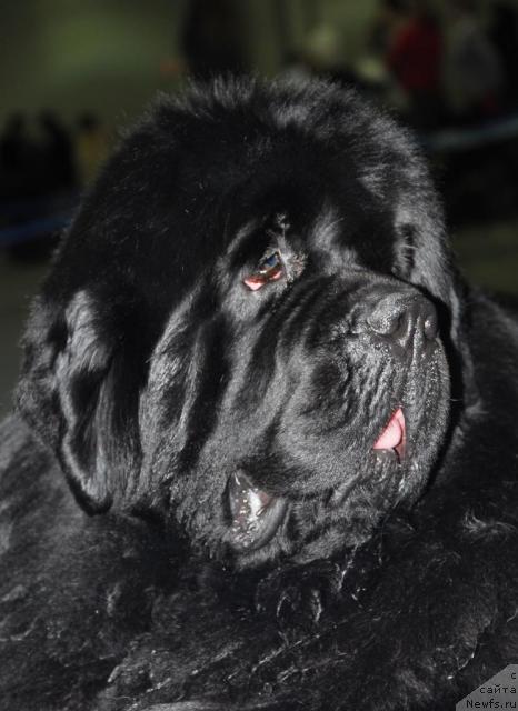 Фото: ньюфаундленд King of Helluland Viking