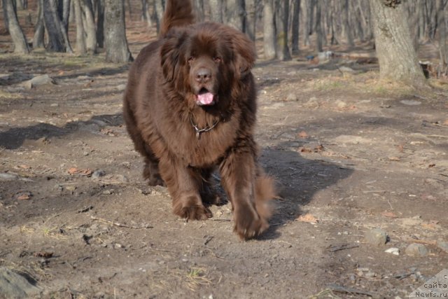 Фото: ньюфаундленд Arkadiya Vivat Arbona (Аркадия Виват Арбона)
