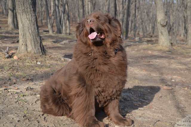 Фото: ньюфаундленд Arkadiya Vivat Arbona (Аркадия Виват Арбона)