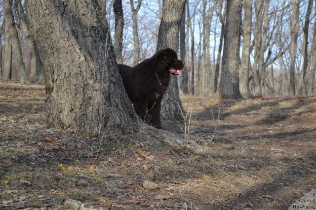 Фото: ньюфаундленд Aquatoriya Kelvin Riverdance (Акватория Келвин Риверданс)