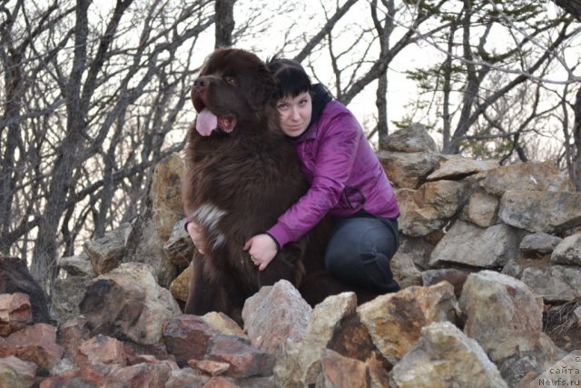 Фото: ньюфаундленд Aquatoriya Kelvin Riverdance (Акватория Келвин Риверданс)