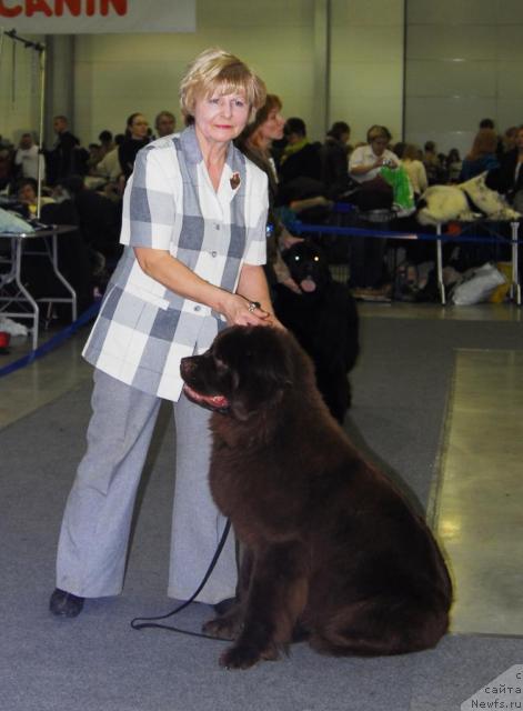 Фото: ньюфаундленд Igerma iz Akademii Shokolada (Игерма из Академии Шоколада)