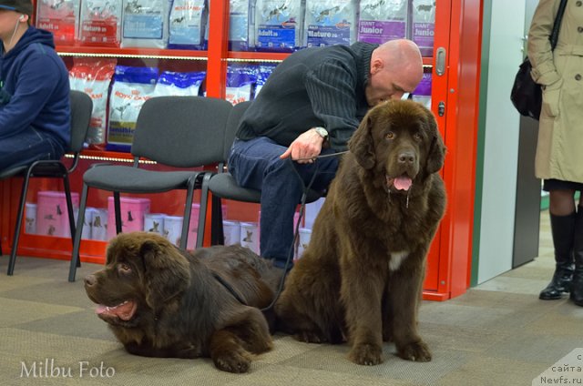 Фото: Alladins Ar Emi