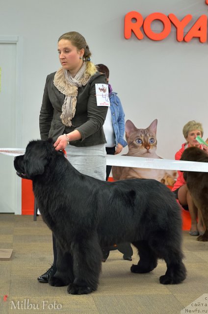 Фото: ньюфаундленд Inside My Heart Midnight Bear