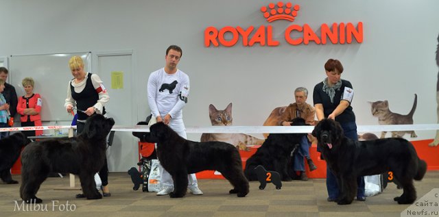 Фото: черные суки юниорки