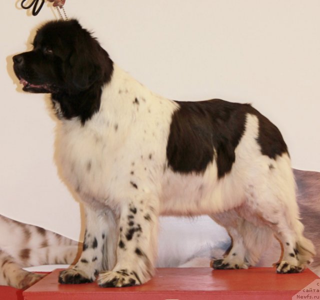 Фотография № 94426