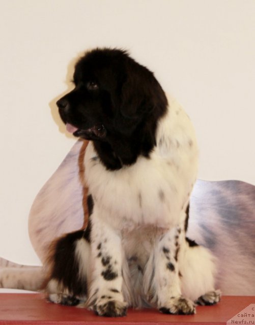 Фото: ньюфаундленд Don't Worry Be Happy de L'Etoile de Cyrice