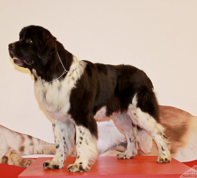 Фото: ньюфаундленд Piternyuf I Did It Again (Питерньюф И Дид Ит Агаин)