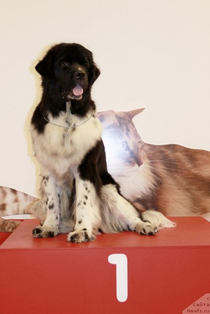 Фотография № 94430