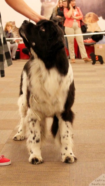 Фотография № 94434