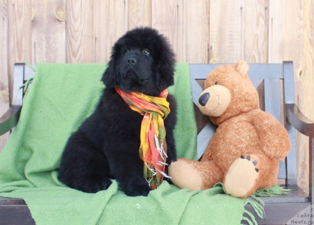 Фото: ньюфаундленд Akvatoriya Kelvin Tiffani (Акватория Келвин Тиффани)