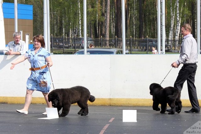 Фото: ньюфаундленд Byella Moss Arvyel' (Бэлла Мосс Арвэль), ньюфаундленд Byella Moss Beatriche (Бэлла Мосс Беатриче)